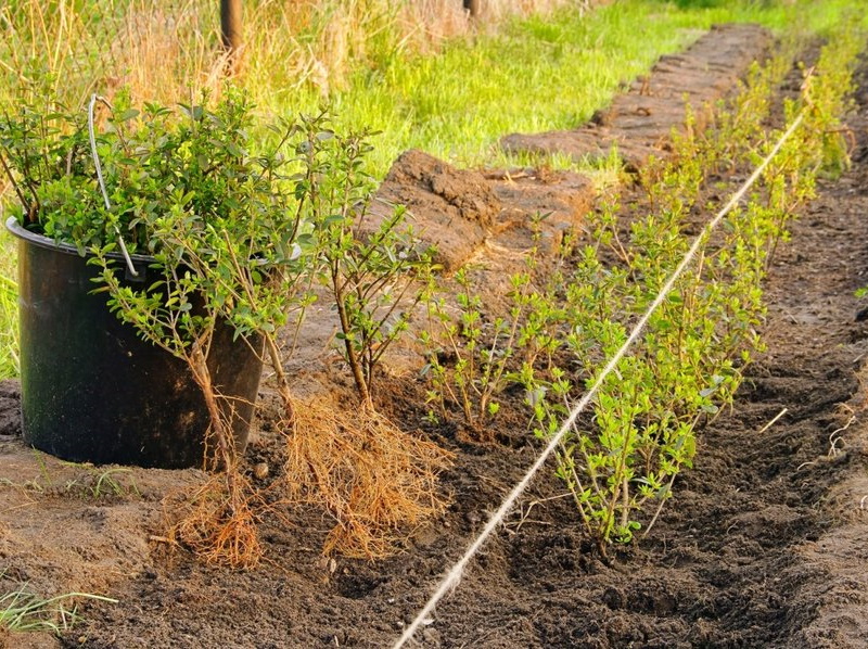 hedge planting