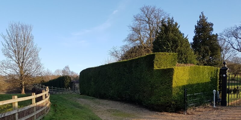 Hedge Cutting in Barnack