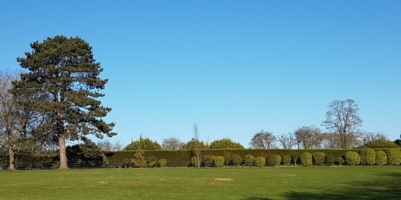 Tree Surgeon Cottesmore